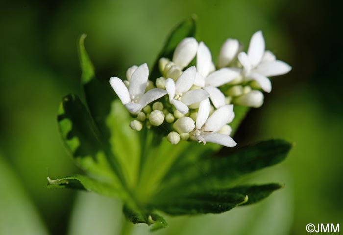 Galium odoratum = Asperula odorata