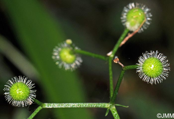 Galium odoratum = Asperula odorata