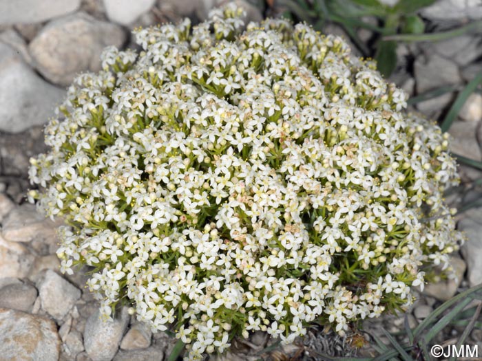 Galium pusillum