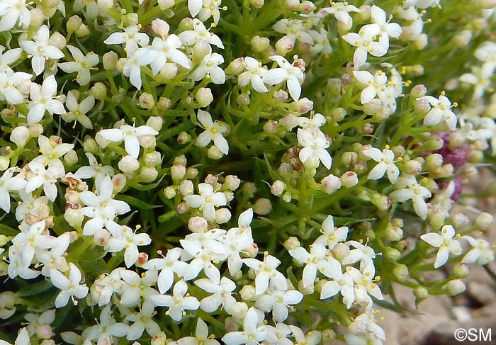 Galium pusillum