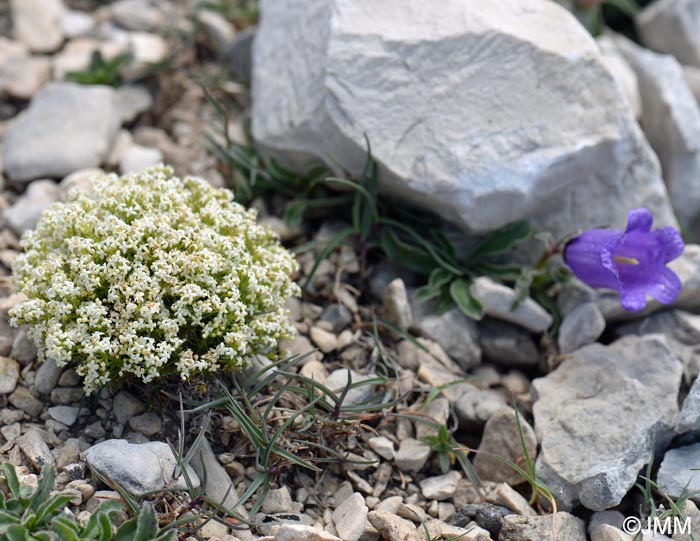 Galium pusillum & Campanula alpestris