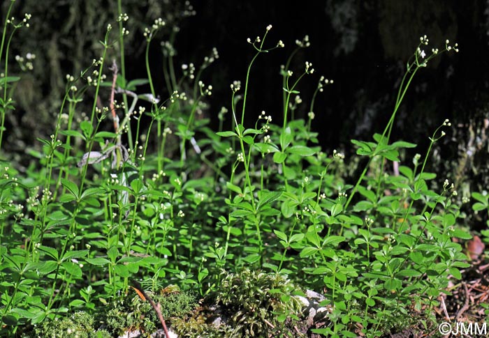 Galium rotundifolium