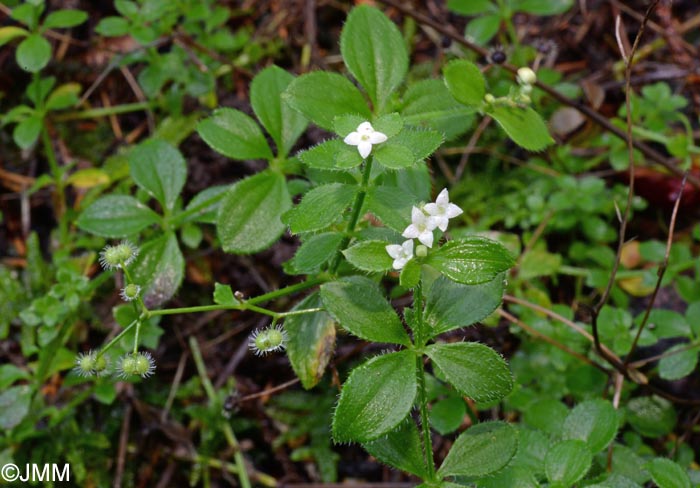 Galium rotundifolium