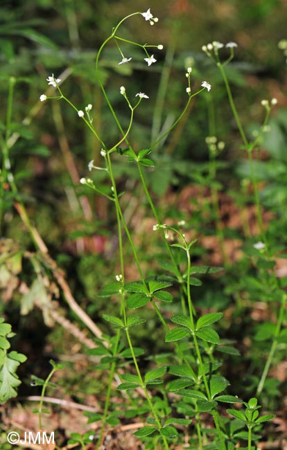 Galium rotundifolium