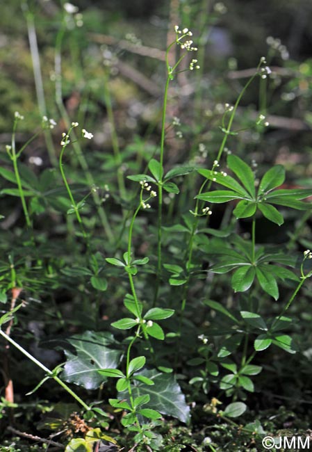 Galium rotundifolium & Galium odoratum