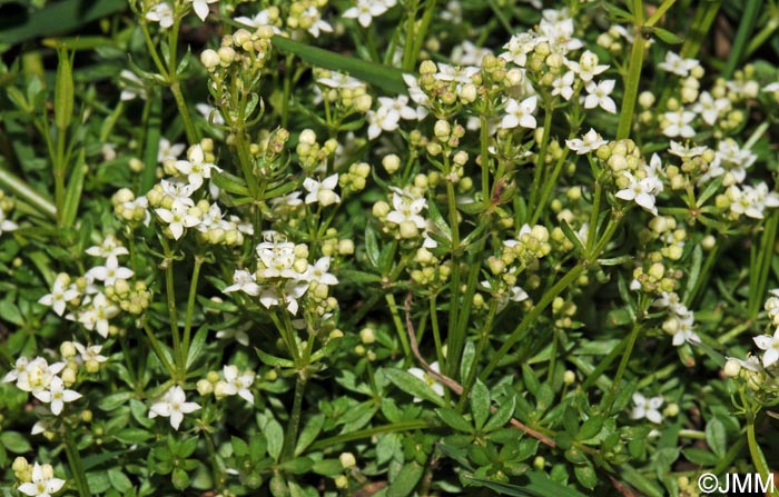 Galium saxatile