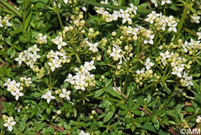 Galium saxatile