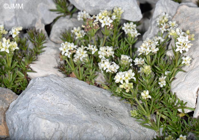 Galium saxosum