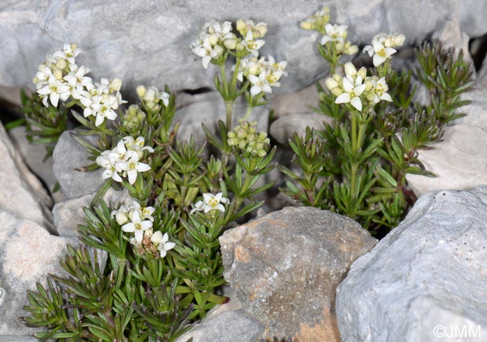 Galium saxosum