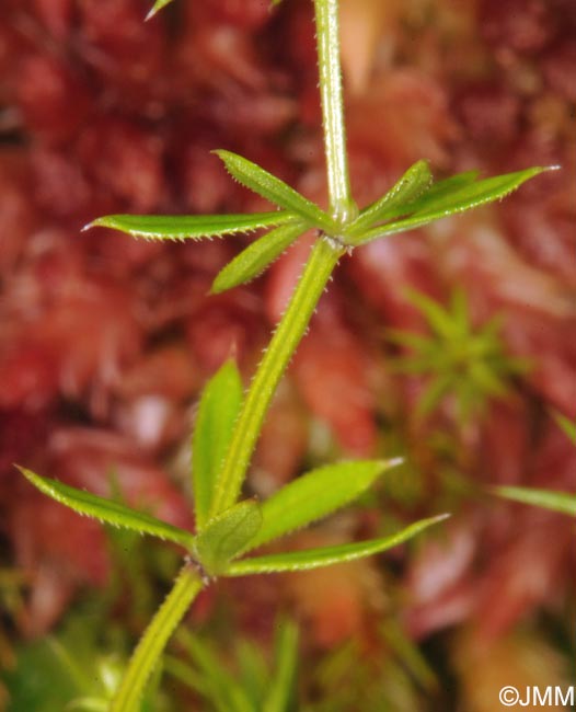 Galium uliginosum