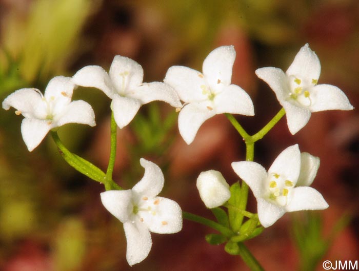 Galium uliginosum