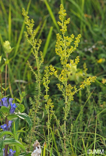 Galium verum subsp. verum & Gentiana cruciata