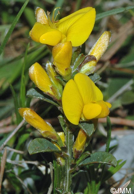 Genista pilosa