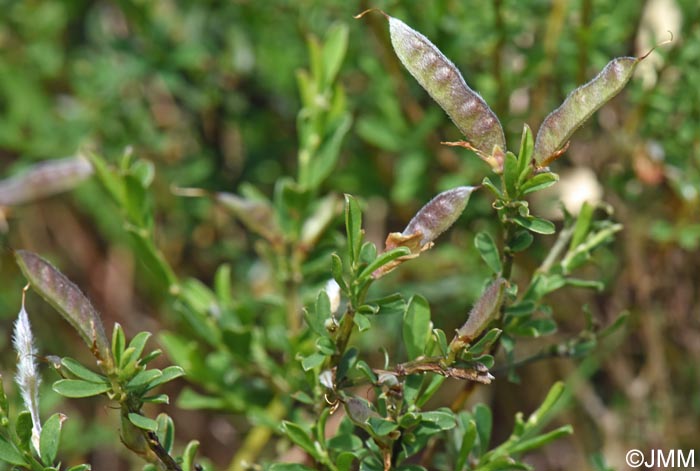 Genista pilosa