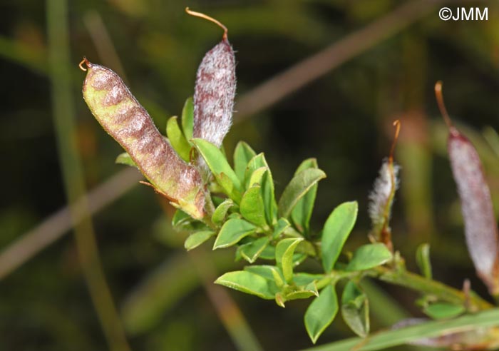 Genista pilosa