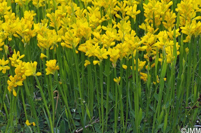 Genista sagittalis