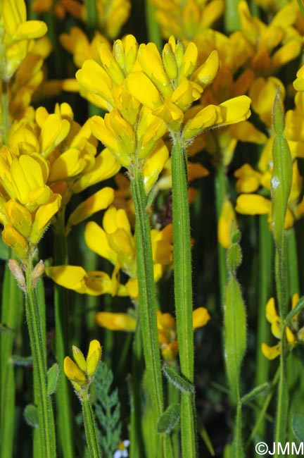 Genista sagittalis