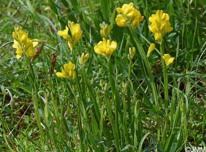 Genista sagittalis