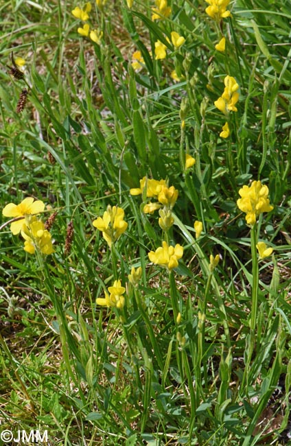 Genista sagittalis