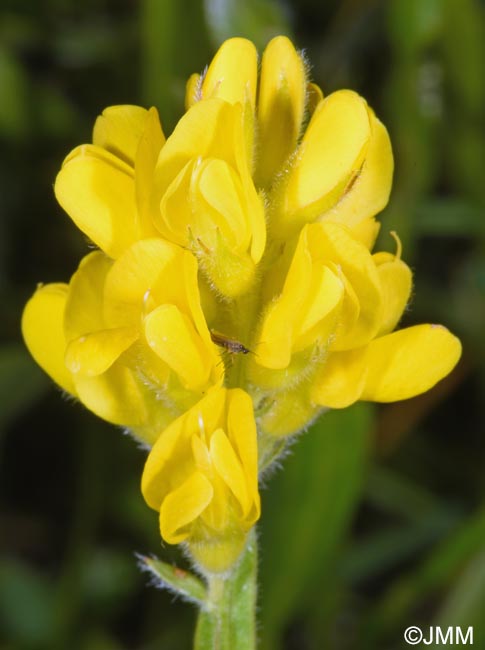 Genista sagittalis