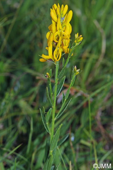 Genista tinctoria