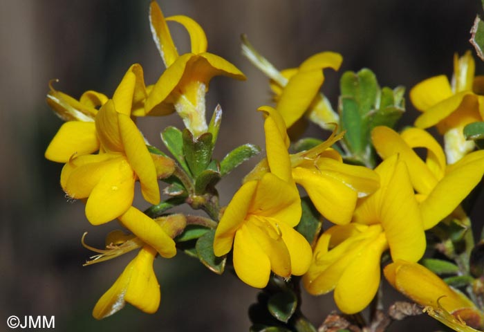 Genista tinctoria