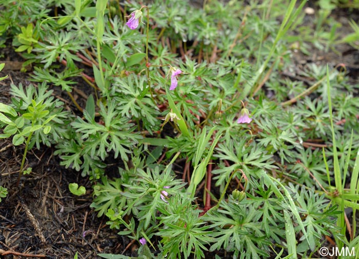 Geranium columbinum