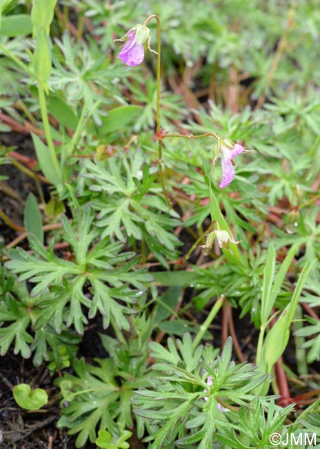 Geranium columbinum