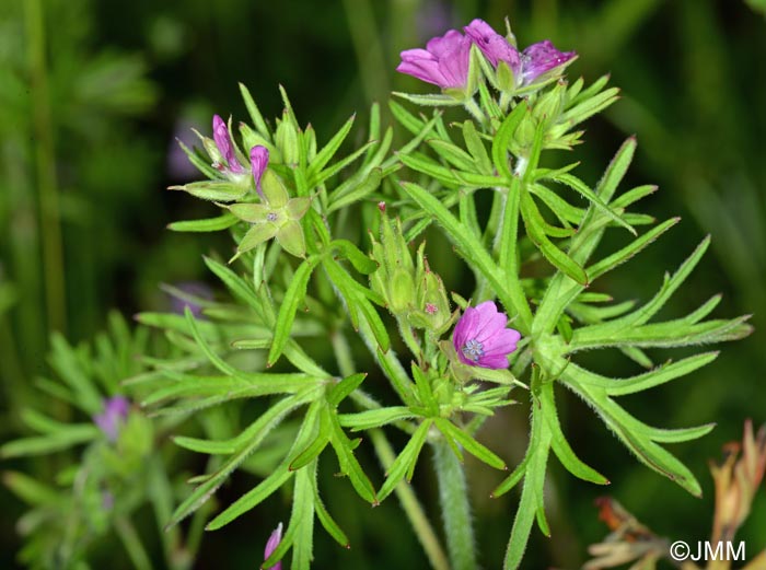 Geranium dissectum