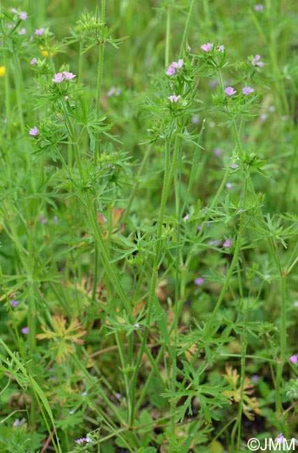 Geranium dissectum