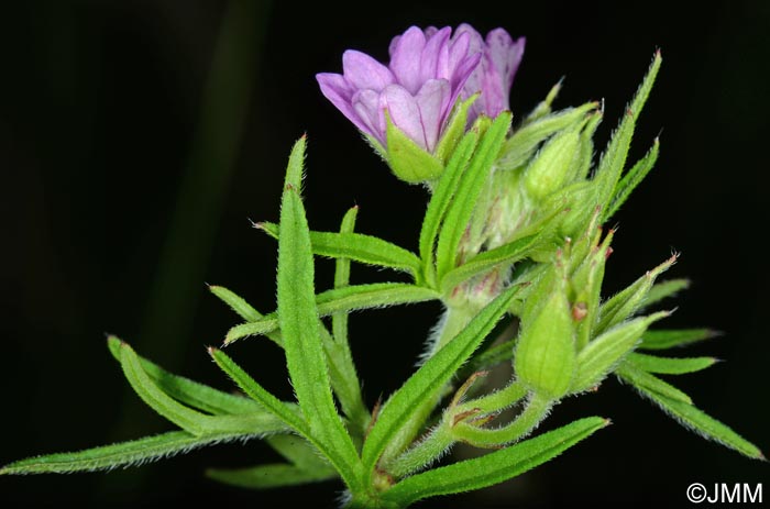 Geranium dissectum