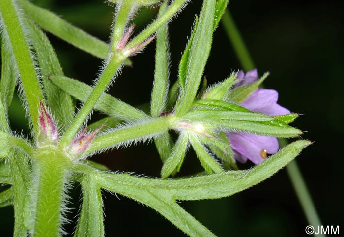 Geranium dissectum