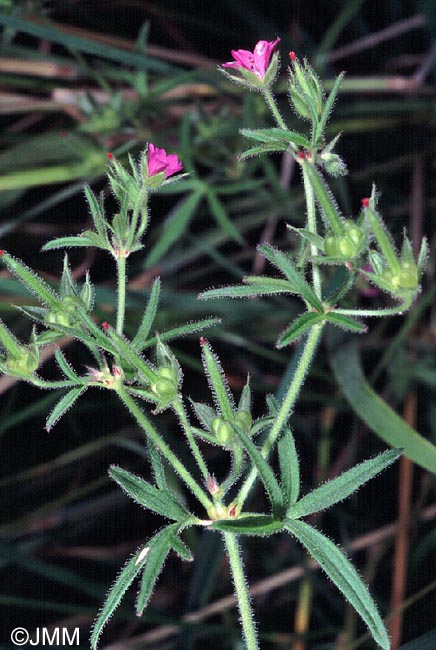 Geranium dissectum