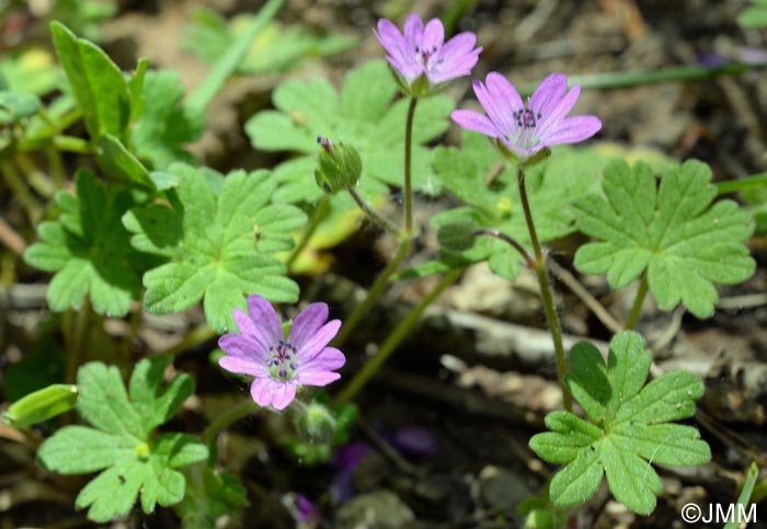 Geranium molle