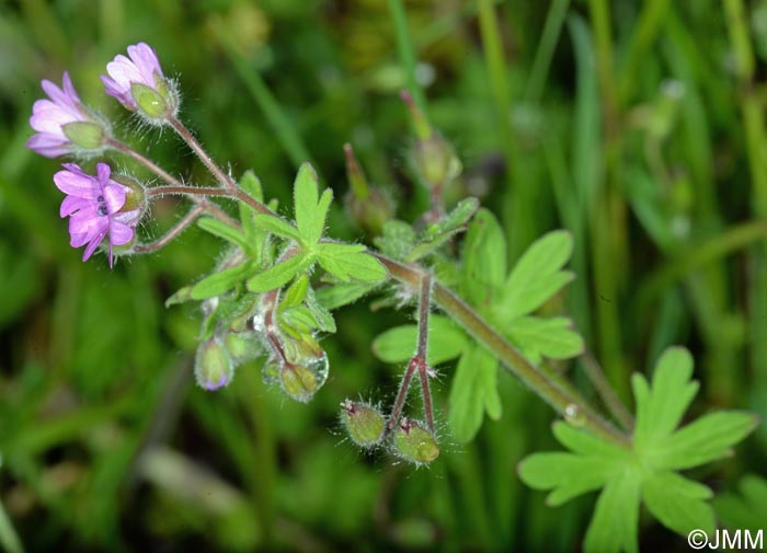 Geranium molle