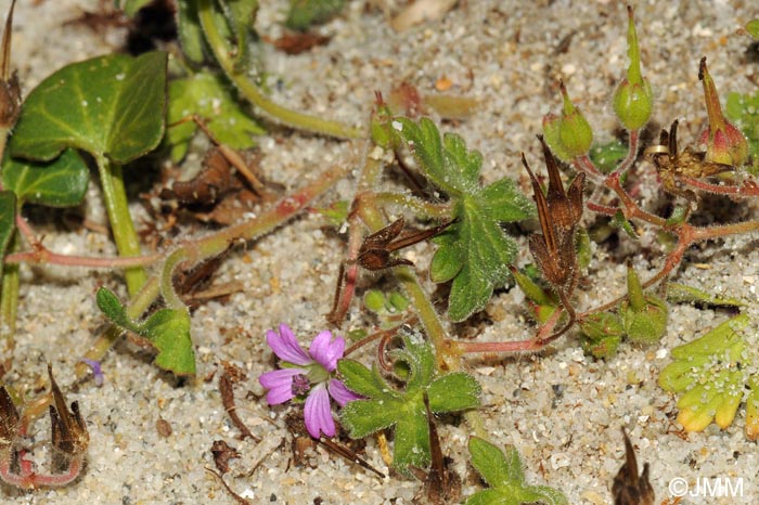 Geranium molle