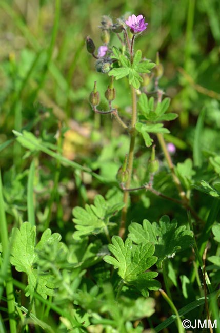 Geranium molle