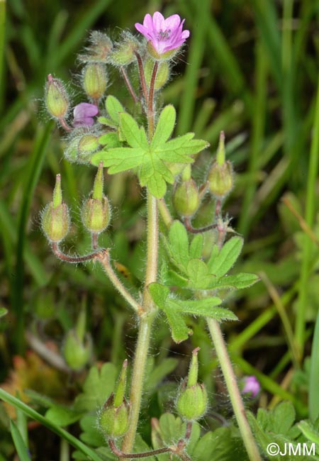 Geranium molle