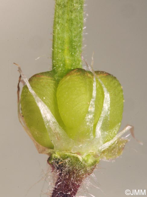 Geranium molle : dtail des mricarpes