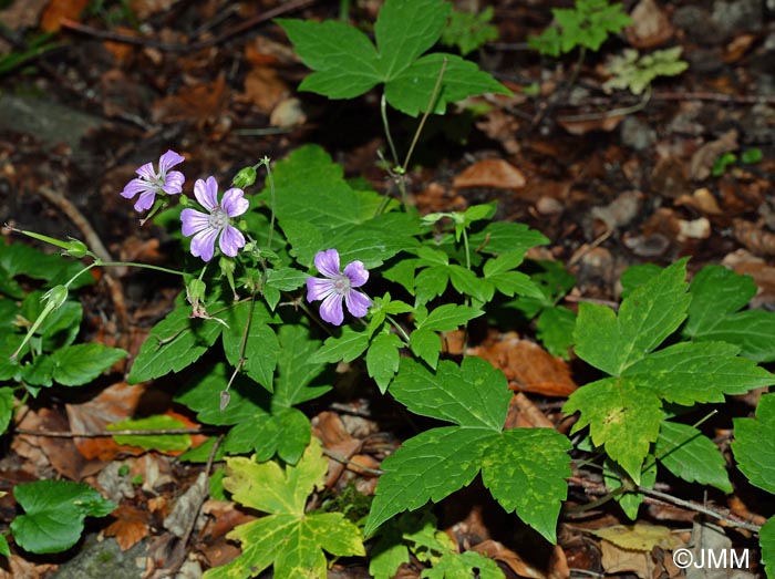 Geranium nodosum