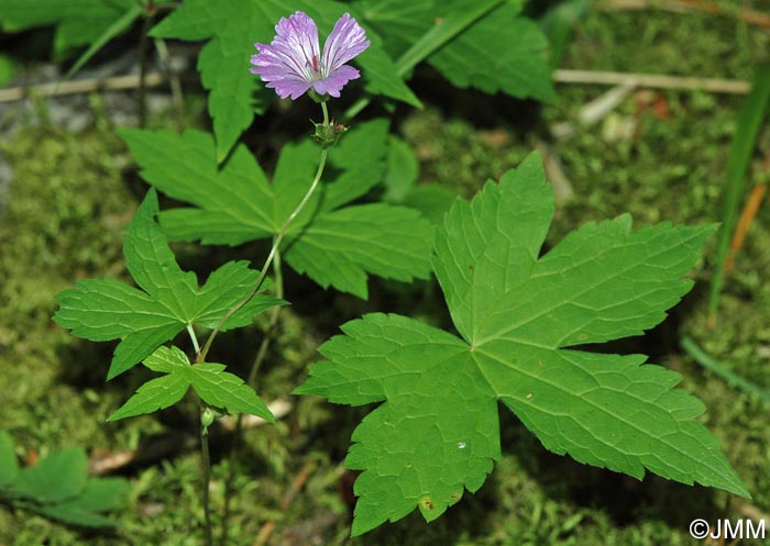 Geranium nodosum