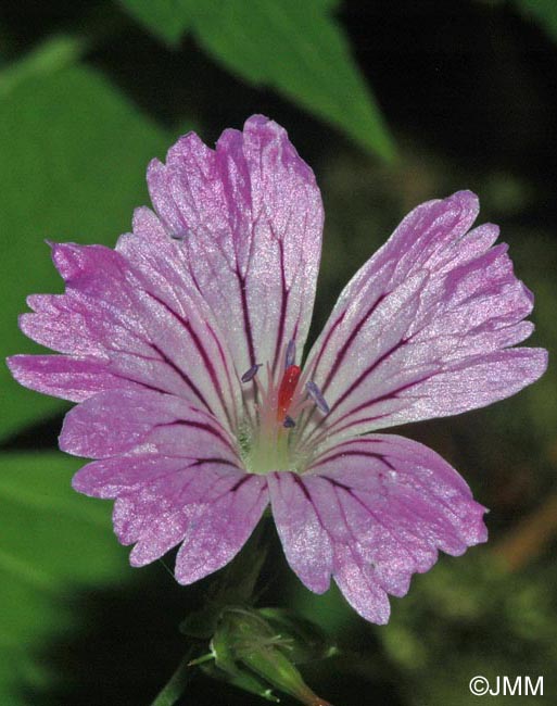 Geranium nodosum