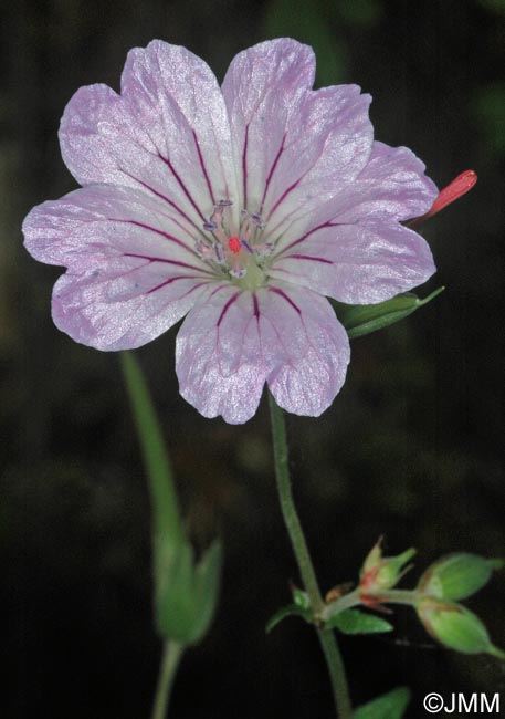 Geranium nodosum