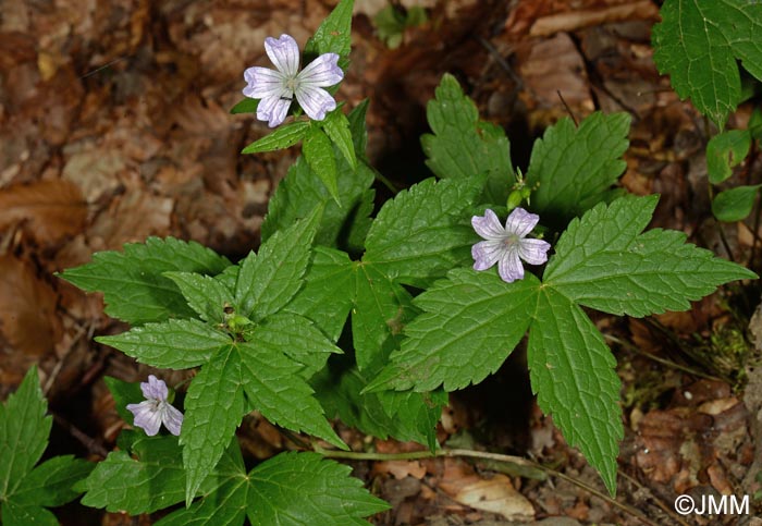 Geranium nodosum