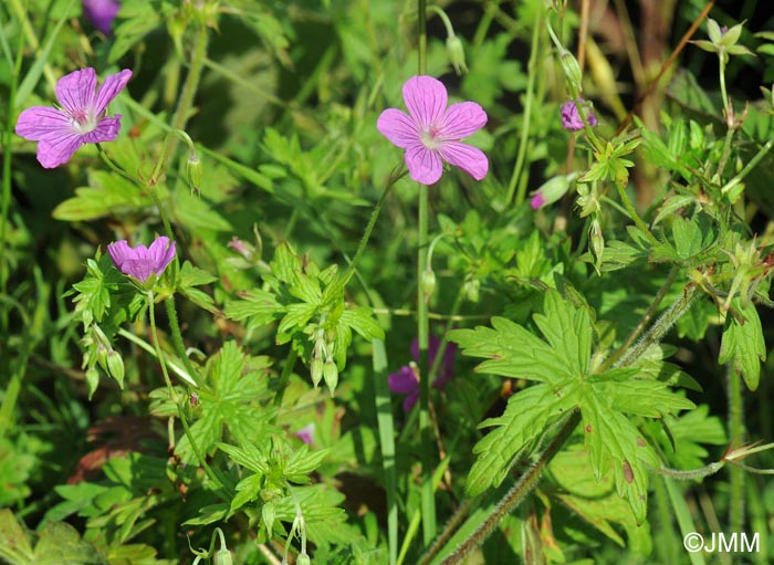 Geranium palustre