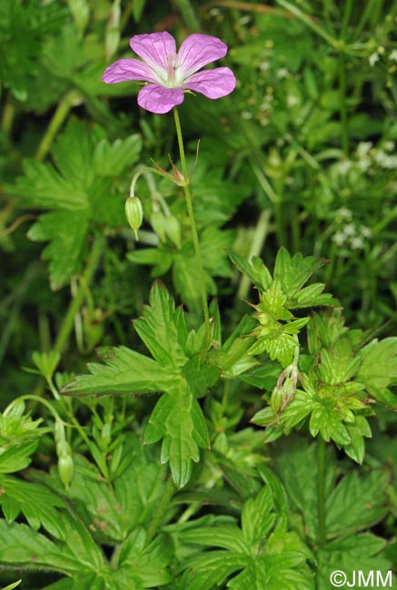 Geranium palustre