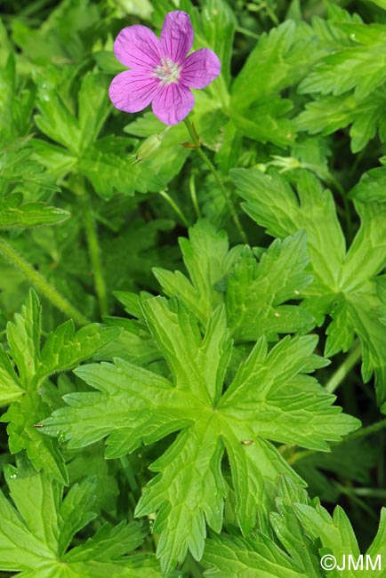 Geranium palustre