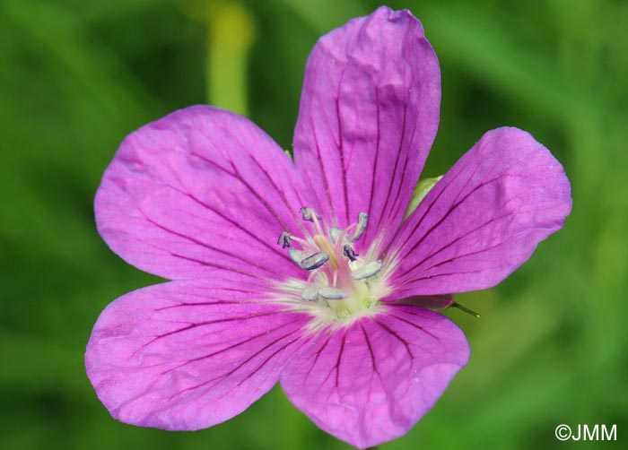 Geranium palustre