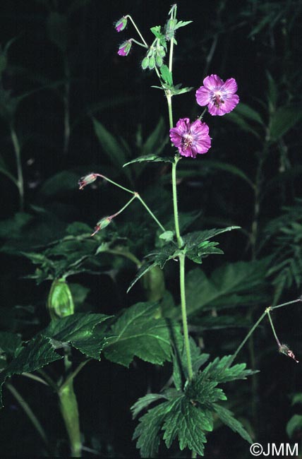 Geranium phaeum = Geranium phaeum var. phaeum