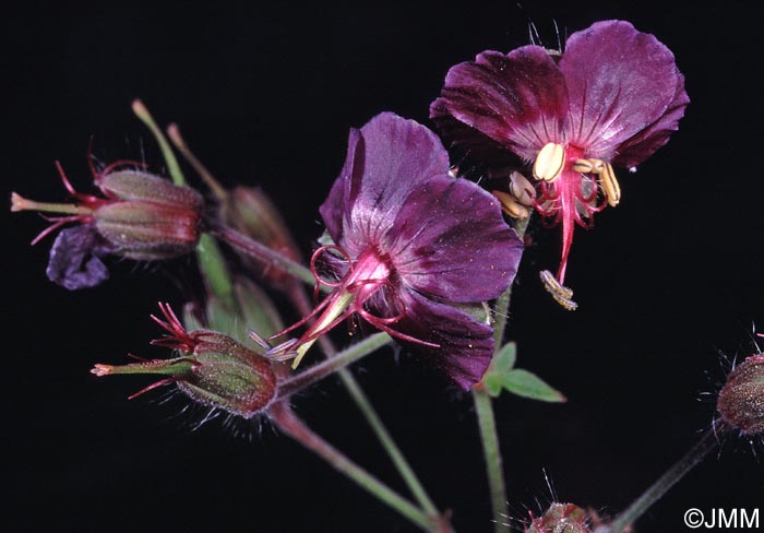 Geranium phaeum = Geranium phaeum var. phaeum